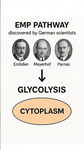 EMP Pathway Explained: How Embden, Meyerhof & Parnas Uncovered Glycolysis #biology #glycolysis