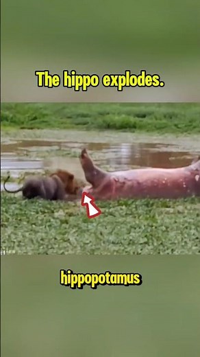 How dangerous is a hippopotamus explosion?. #hippo #animals