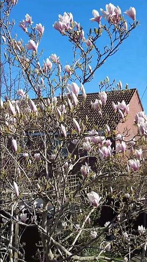 A Beautiful Magnolia Tree in Bloom #4k #magnolia #tree #magnoliatree