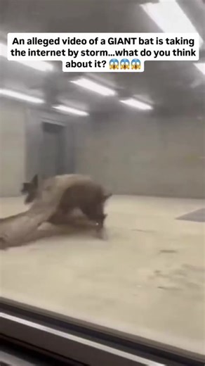 Creepy Moments on Instagram: "Just @creepythingscaughtoncamera . This bat is said to be one of the largest species found deep within the Amazon rainforest… With numbers dropping rapidly, it has reportedly been placed inside a protected breeding facility — part of a rescue effort to save the species from extinction. The footage has left people divided. Some believe this could be one of the biggest bats ever recorded. Others are convinced the video is edited? What do you think? 🤔Is this a rare gi