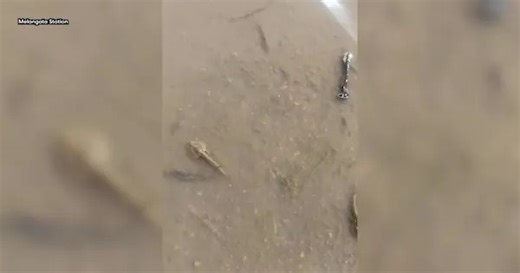 Amazing phenomenon awakened on outback station after heavy rains