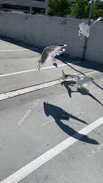 Seagulls Battle for Prey in a Parking Lot | Nature at Its Finest! 🐦🔥 #lifeisbutadream