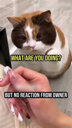 Grumpy Kitten's Adorable Kiss Attack