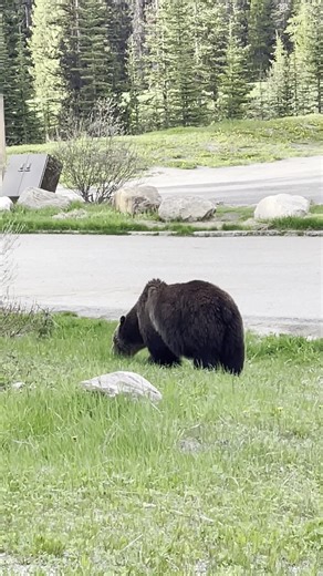 10K views · 595 reactions |  It’s bear spotting season! This big guy showed up for the welcome committee in #LakeLouise.  Learn more about the wild locals you might meet on your trip to Banff National Park  https://bit.ly/3MOIZV5 #ThisIsCanada #AdventureHere  : via IG @teriskawalters If you are heading on a mountain adventure make sure to be #bearaware. | Fairmont Chateau Lake Louise | Facebook