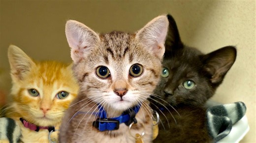 Denver Dumb Friends League is renamed after 115 years