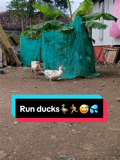 Runner Ducks: Unique and Entertaining Pets