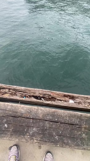 Good day at pier 5 @Dayan #bonnito #amberjack #fyppppppppppppppppppppppp #fishing #family