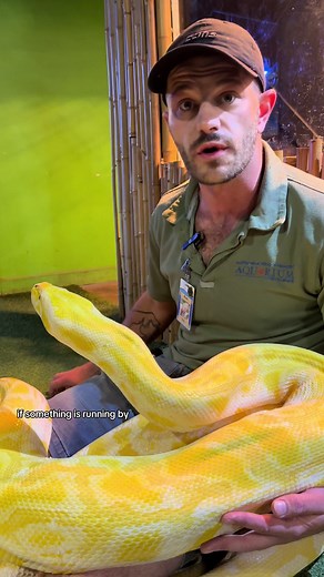 An interesting look into Buttercup our Albino Burmese Python’s senses! #aquarium #snake #python #albinoburmesepython #didyouknow #funfact