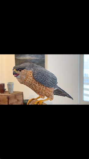 This stunning sculpture was just delivered by the artist, Colleen Tuma. This, Adult Cooper’s Hawk, was hand-carved from wood & hand-painted. He is a fierce raptor unafraid of defending its home turf. #woodcarved #visitgalena #shopsmall | Burnt Sienna Gallery & Studios