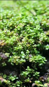 I Released FROGS Into My Giant Rainforest Vivariums #antloveforever #ACfamily #AntsCanada #ants #frogs | AntsCanada