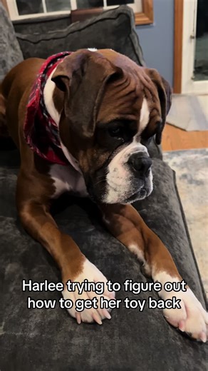 Harlee the Boxer: Toy Retrieval Challenge
