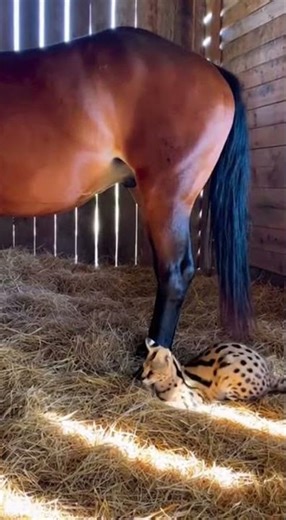 Crazy and funny animals.クレイジーで笑える動物 Hilarious pet fails you must see