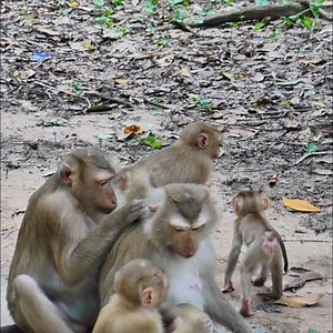Don’t let the size fool you—this monkey packs a punch of personality and chaos. Watch the chaos unfold in the funniest way possible. | Monkey love