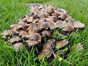 Why are Mushrooms Growing in My Lawn? | Are They Good or Bad?