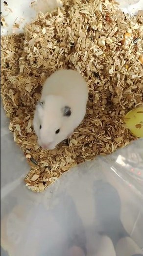 原因不明 仲良しだったハムスターが全力で威嚇😭 ##小動物 #ハムスター #hamster