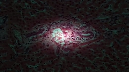 BBC Documentary - Cloning The First Human