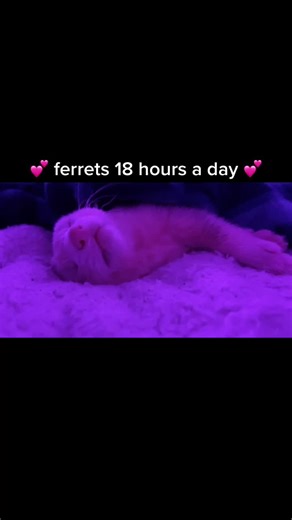 basically sums it up #ferret #ferrets #ferretsoftiktok #fyp #foryou #foryoupage #funny #lolz #crazy #comedy