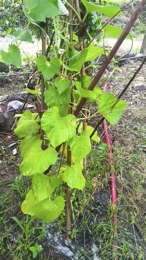 watering the vegetables #vegetables #nature #minivlog #sabji #explore
