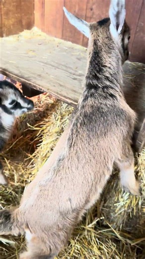 Pull’em Up Bootstrap has proper horns started. #homestead #farmlife #goat #babygoats