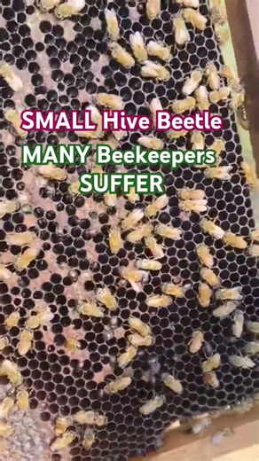 ⚠️ Small Hive Beetle Alert – Frames Under Attack! 🐝🚨