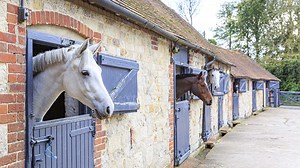 The expense of horses: should I buy, share or have lessons?