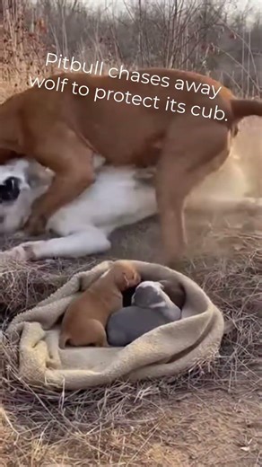 Protects Its Puppy in Intense Moment 🐶🔥