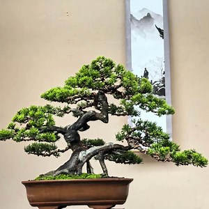 Juniperus Chinensis Shimpaku | Live Japanese Style Bonsai | Outdoor Bonsai Tree | Live Bonsai | Shimpaku Juniper Bonsai Tree - Etsy