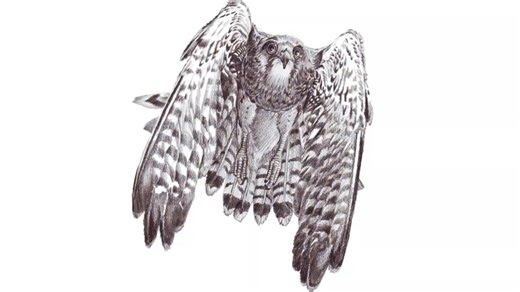 Kestrel bird drawing tutorial: Capture lifelike details and realism on paper