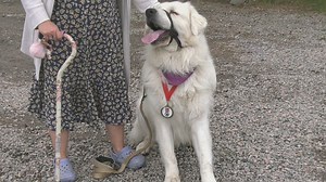 Two dogs received hall of fame honours for saving their owners' lives