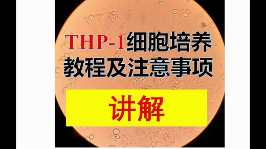 【白血病|巨噬细胞|单核细胞】THP-1细胞培养教程及注意事项