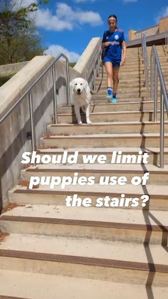 36K views · 114 reactions | Golden Retrievers like other larger breed...