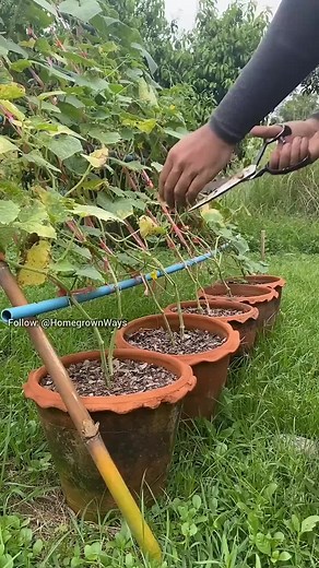 Essential Tips for Growing Healthy Cucumbers