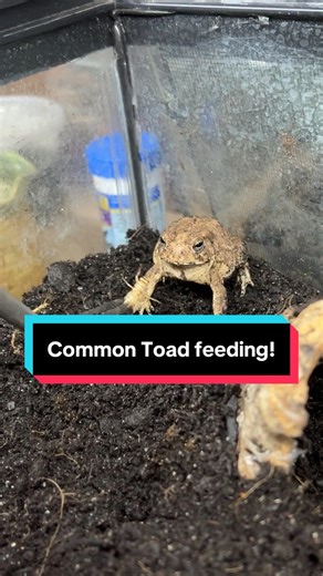 Derpy lil toad #toad #amphibian #cute #watch