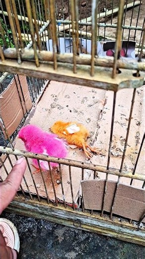 Marisa colored chicken died one 😭😭😭 #trendingshorts