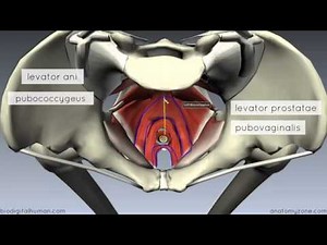 Pelvic Floor Part 1 The Pelvic Diaphragm 3D Anatomy Tutorial