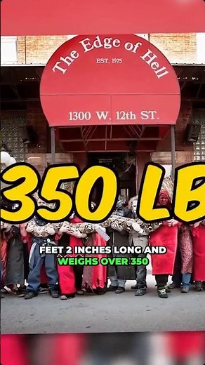 Medusa the 25 ft reticulated python — longest python in captivity and the calm giant handlers manage