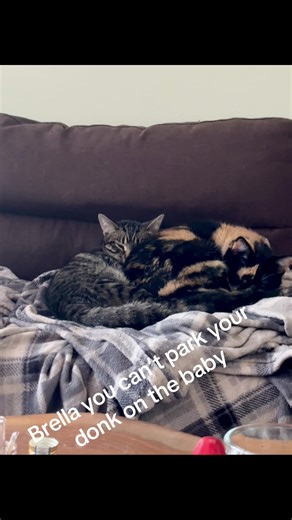 Cuddle Buddy: Adorable Cats Stealing Hearts