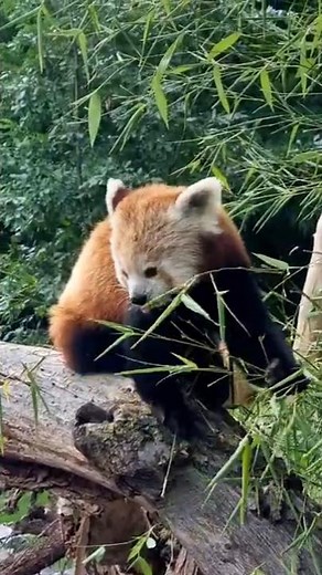 roter Panda im Tierpark Berlin