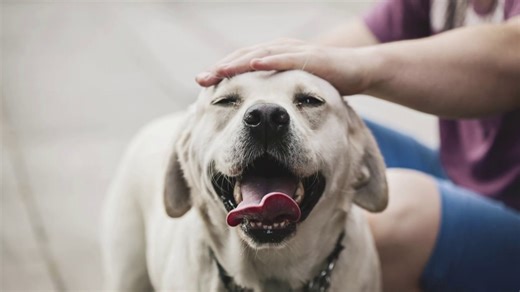 Study finds half of dog owners consider their pups their best friends