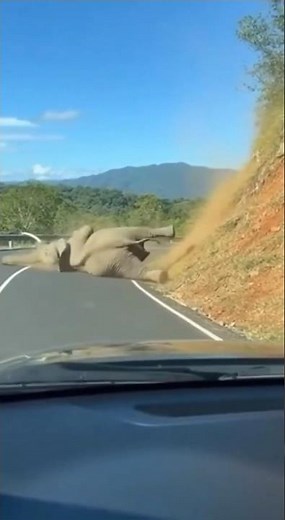 Camera captures incredible footage of elephant falling while descending a hill.