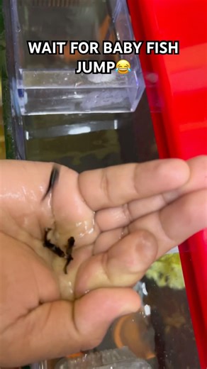 ❤️ #arowana #aquarium #fishkeeping #aquascape #viral #fishshorts #trending #catfish #breeding #og