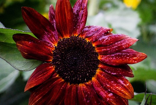 Red Sunflower Growing Guide: How to Grow Some In Your Yard
