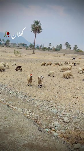 Exploring Balochistan's Khuzdar Region: A Videography Journey