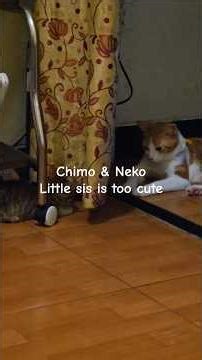 Little sis is too cute #neko #chimo #girlbosscat #catvideos #funnycats #funnyshorts