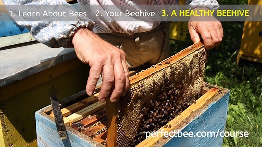 The PerfectBee Beekeeping Course. Free, online and available right now. | PerfectBee