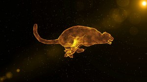 Jaguar Abstract Wild Animal Running Through Stock Motion Graphics SBV-320787582 - Storyblocks