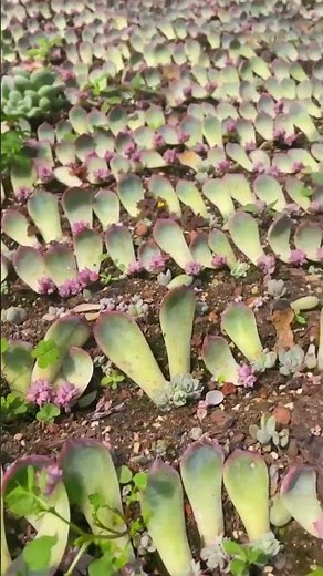 Beginner Succulent Plants: How to Propagate Succulents from Leaves | 다육이 | 多肉植物