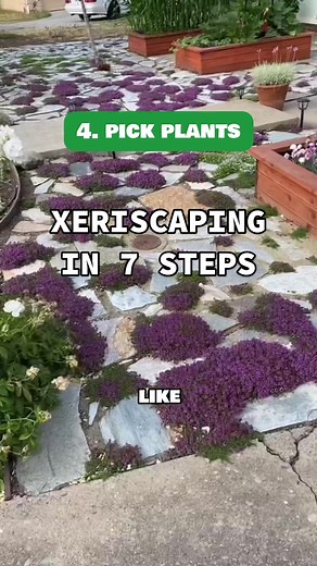 Transforming your landscape into a water-wise wonderland! 🌱💧 Master xeriscaping with these 7 simple steps for a vibrant, sustainable oasis #lawnstarter #lawncare #lawntok #lawntiktok #xeriscape #xeriscaping #xeriscapinggarden