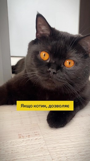 Котики також вміють любити🥰