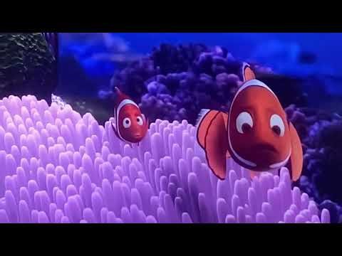 Finding Nemo On Freeform (8/12/2024)